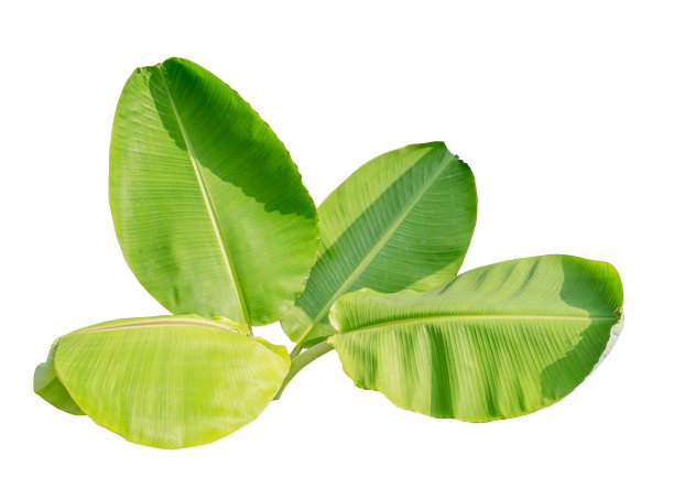 芭蕉叶孤立在白色背景，文件包含一个剪切路径。图片下载