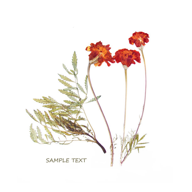 压制和干燥的夏季花图片下载