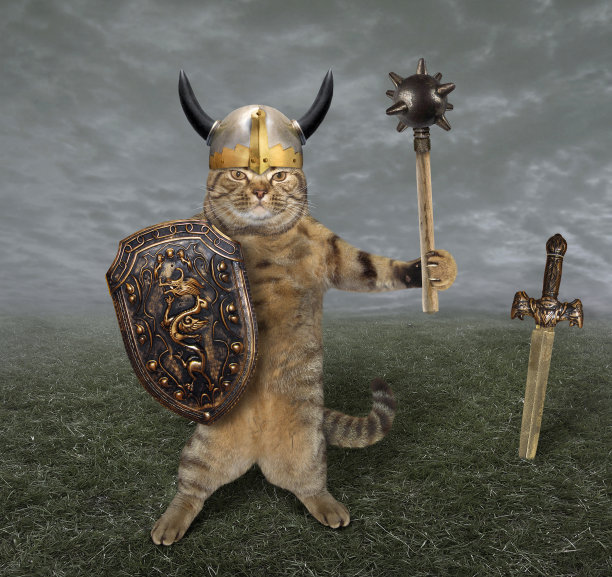田野里的猫战士图片下载