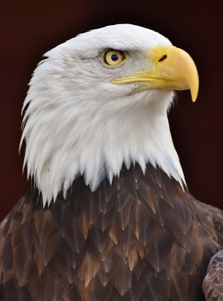 秃鹰（哈利图斯白细胞）素材图片