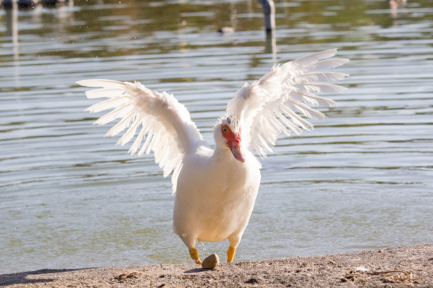 公共花园图片下载