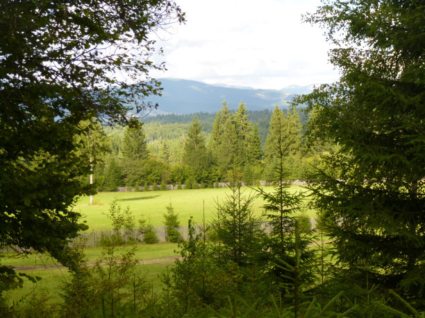 场和森林图片下载