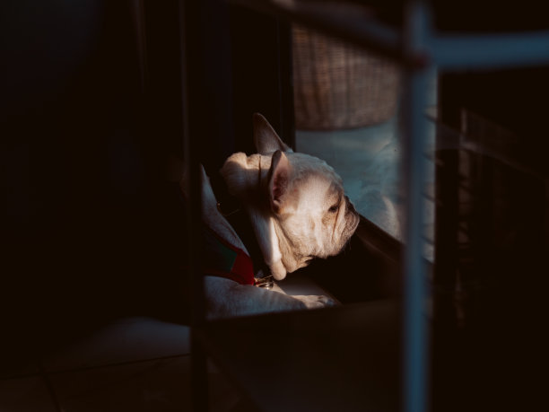 孤独的法国斗牛犬，窗户透出微弱的光线。图片下载