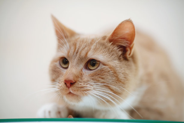 画像上有一只条纹猫，它的颜色是红的——白的图片下载