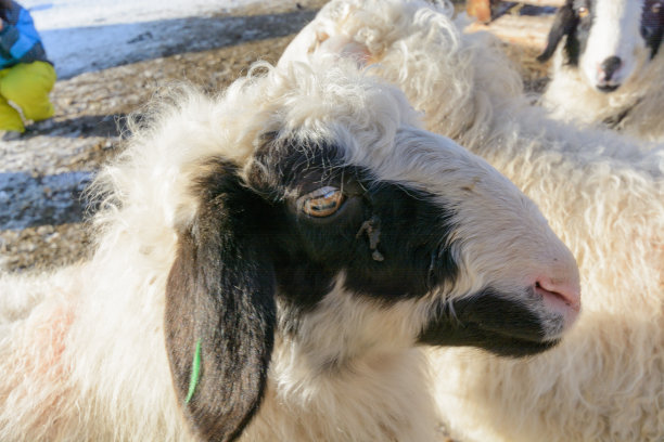 农夫的羊圈里的羊。图片下载