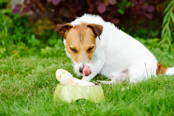 狗看着生牛皮骨头，舔着鼻子图片下载
