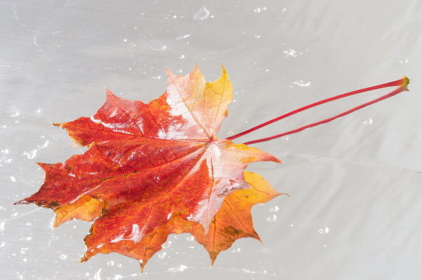 秋天枫叶的纹理图片下载