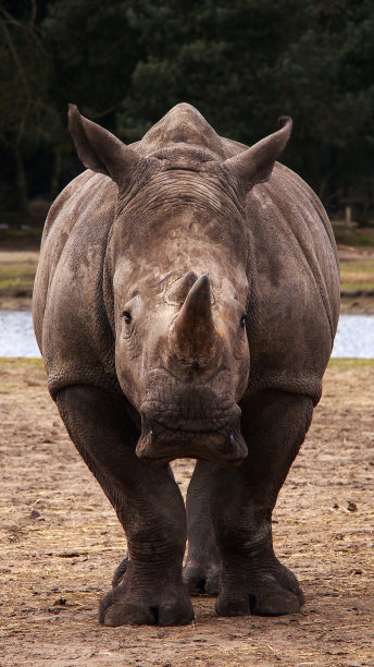 非洲白犀牛图片下载