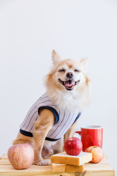 棕褐色奶油长涂层吉娃娃与t恤和热饮料与早餐孤立在白色背景图片下载