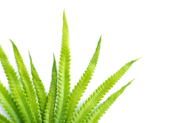 孤立在白色背景上的蕨类的绿叶图片下载