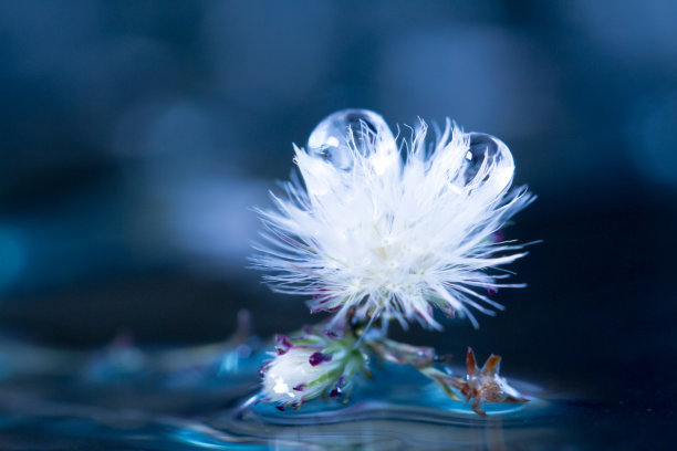 带水滴的花图片下载