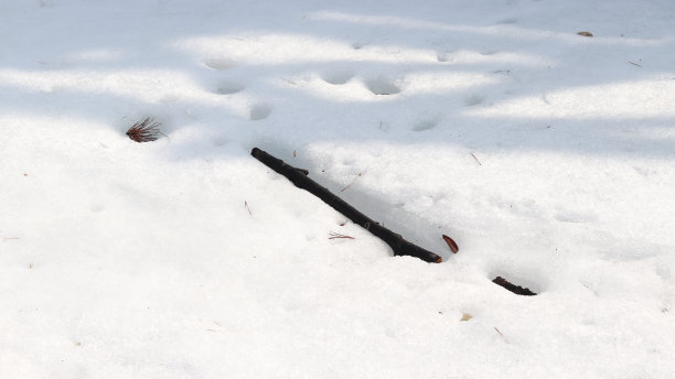 雪地图片素材ID：314260110