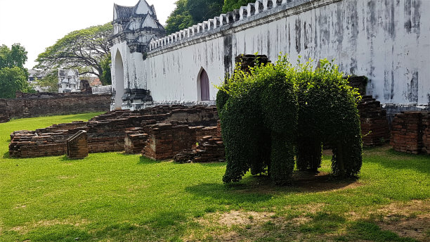 大象从树上砍下来。图片下载