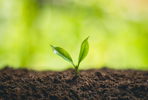 ํ自然界中的幼树图片下载