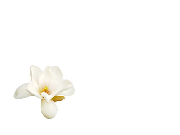 玉兰花图片下载