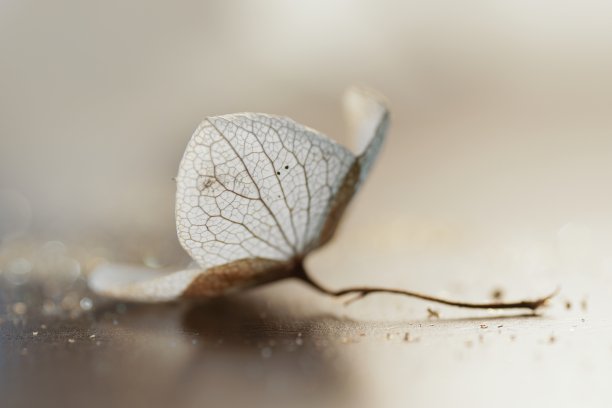 艺术作文，干绣球花素材图片