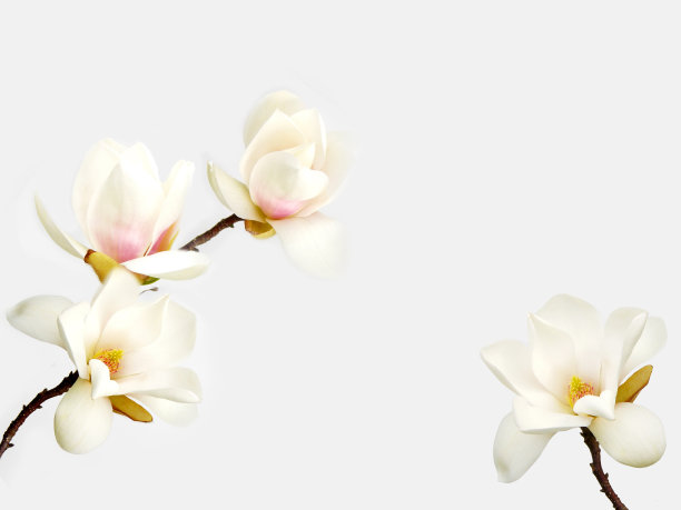 玉兰花图片下载