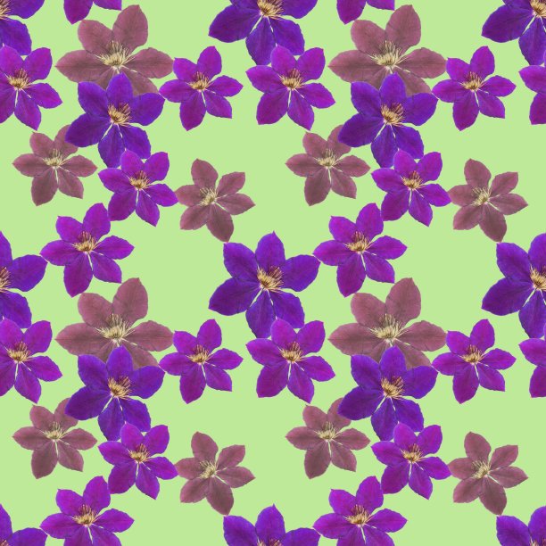 铁线莲。花型纹理无缝。花背景，照片拼贴图片下载