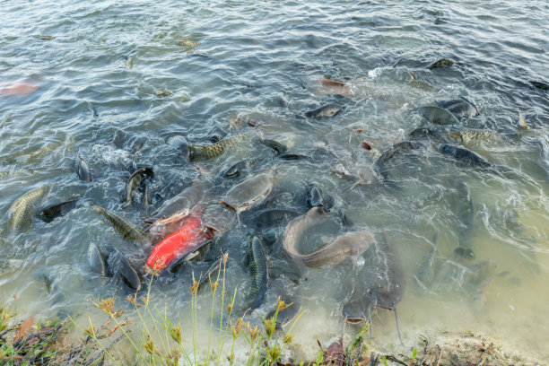 鱼正在张大嘴巴吃食物。图片下载