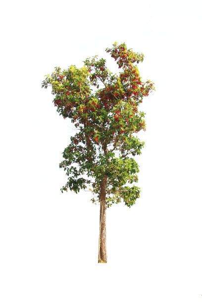 白色背景上的树。图片下载