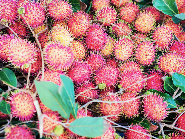 越南会安街头市场上展示的荔枝图片下载