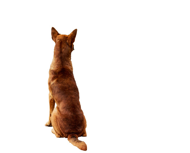 流浪狗坐在水泥地板上孤立的白色背景。图片下载