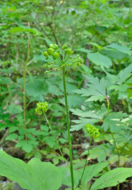 人参(人参)4图片下载