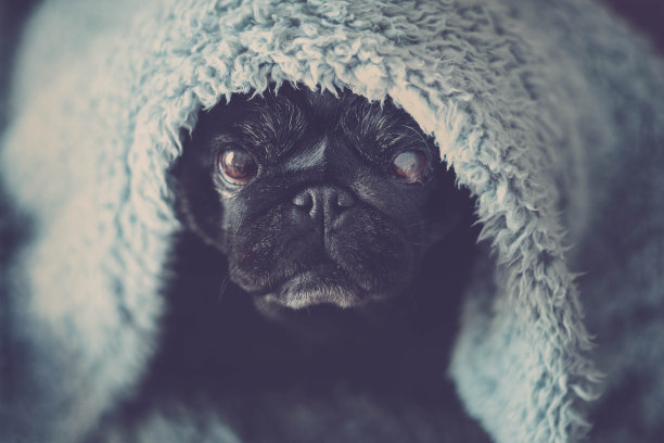 表情严肃的黑色巴哥犬看着你图片下载