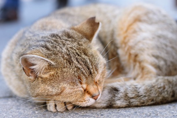 猫蜷缩在外面图片下载