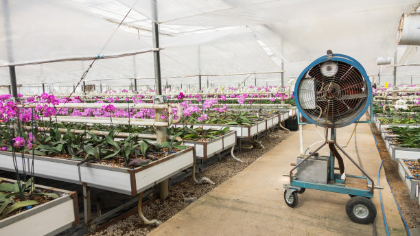 温室里的兰花图片下载