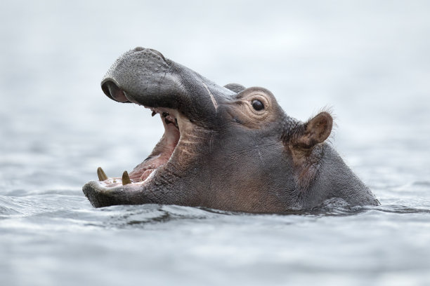 河马在水里素材图片