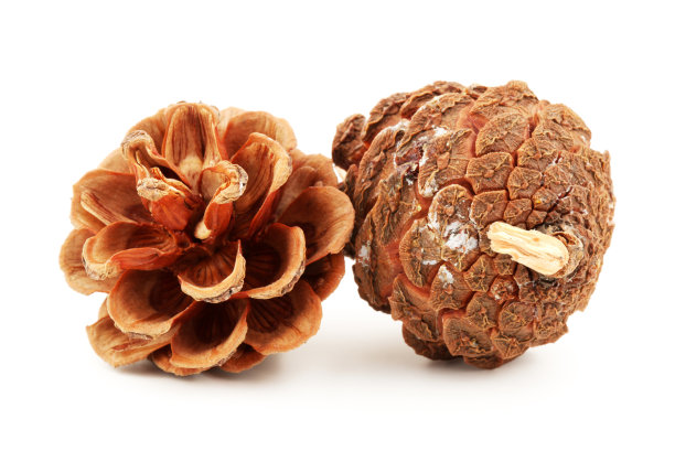 两个宽敞的松果孤立在白色的背景上图片下载