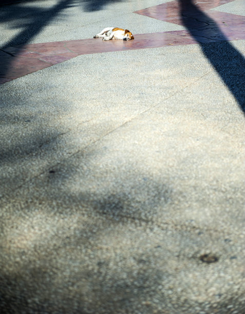 流浪狗,哈瓦那图片下载