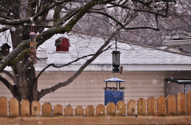 后院的场景。鸟类从鸟类饲养员那里进食。图片下载