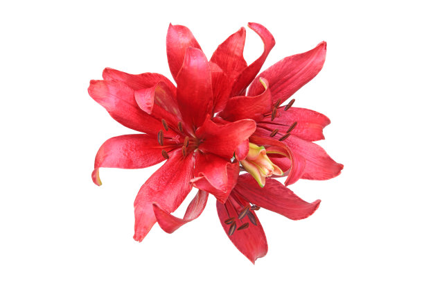 百合的花头在一个白色的背景图片下载