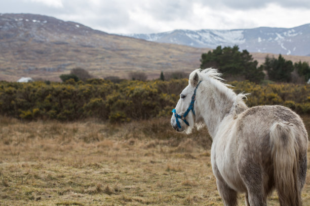 白色康尼马拉小马望着梅奥的山丘图片下载