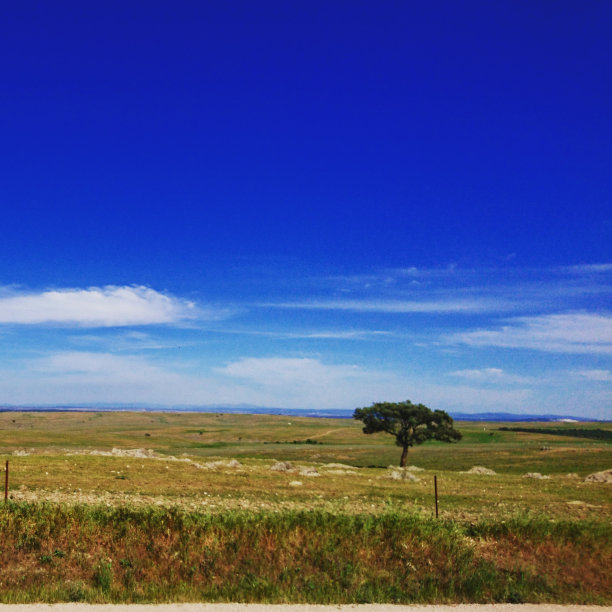 孤独的树在一片平坦的绿色风景里，蓝天图片下载