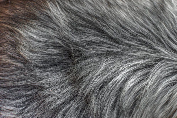 近距离观察狗毛茸茸的皮毛。图片下载