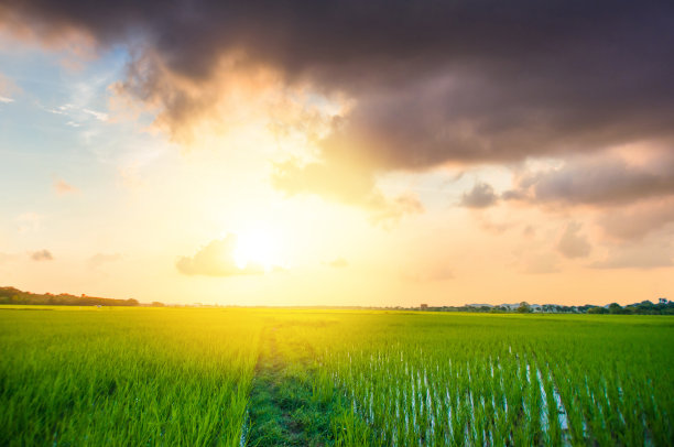 全景自然景观的绿色田野与水稻素材图片