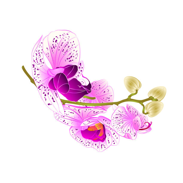 茎美丽的蝴蝶兰和白蝴蝶兰在白色背景复古矢量插图编辑图片下载