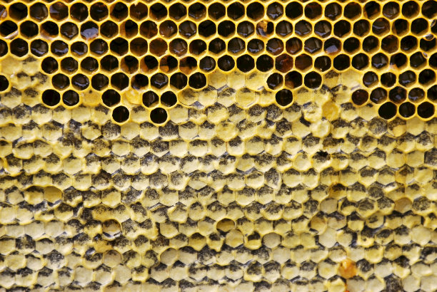 蜂巢里的蜂蜜图片下载