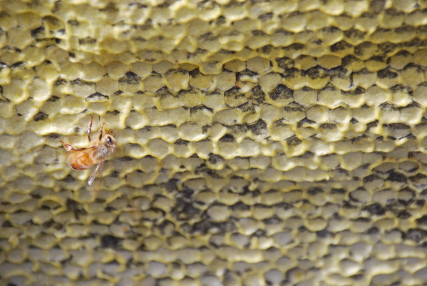 蜂巢里的蜂蜜图片下载