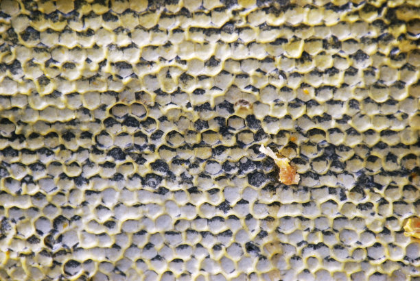 蜂巢里的蜂蜜图片下载