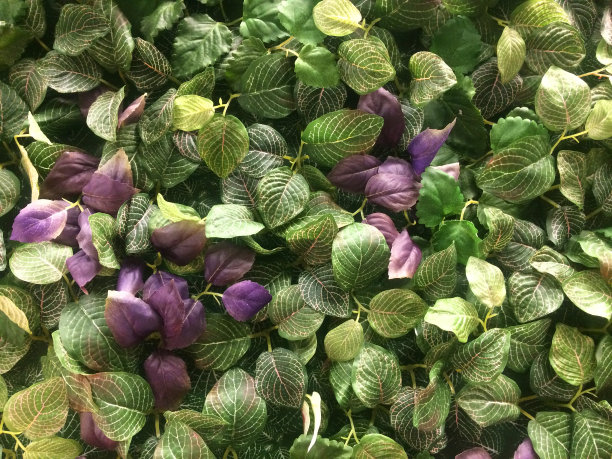 森林植物的全帧拍摄图片下载