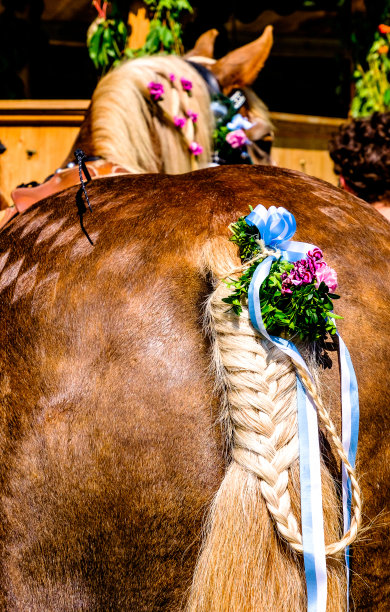 装饰的辫子图片下载