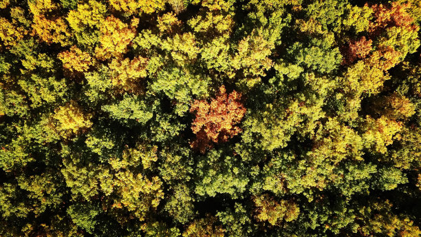 秋天的树图片下载