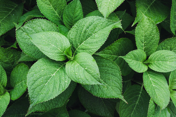 绿叶绣球与雨滴。从以上观点。自然背景。叶。图片下载