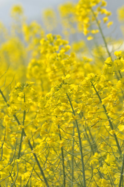 油菜花领域图片下载