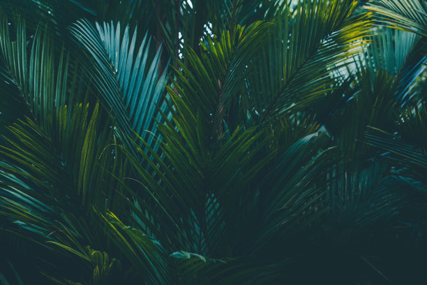 棕榈叶的背景图片下载