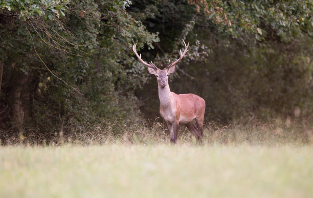 森林中的马鹿素材图片